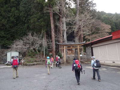 丹生神社の杉