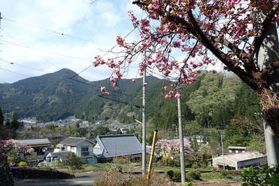 八重桜が咲く古里の街並み