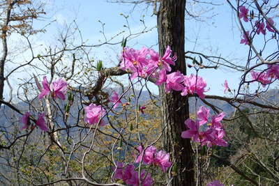 ミツバツツジの咲く尾根道