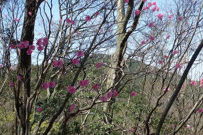 アカヤシオの咲く稜線
