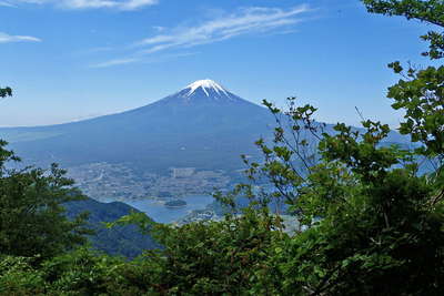 木立の先に川口湖と富士山 