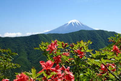 ヤマツツジの先に富士山