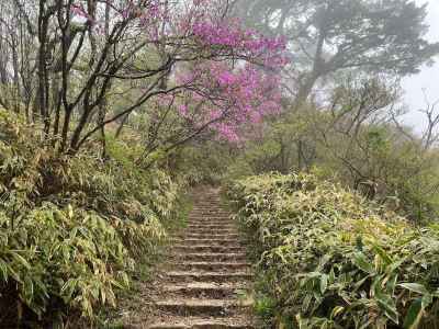 ツツジの咲く登山道 