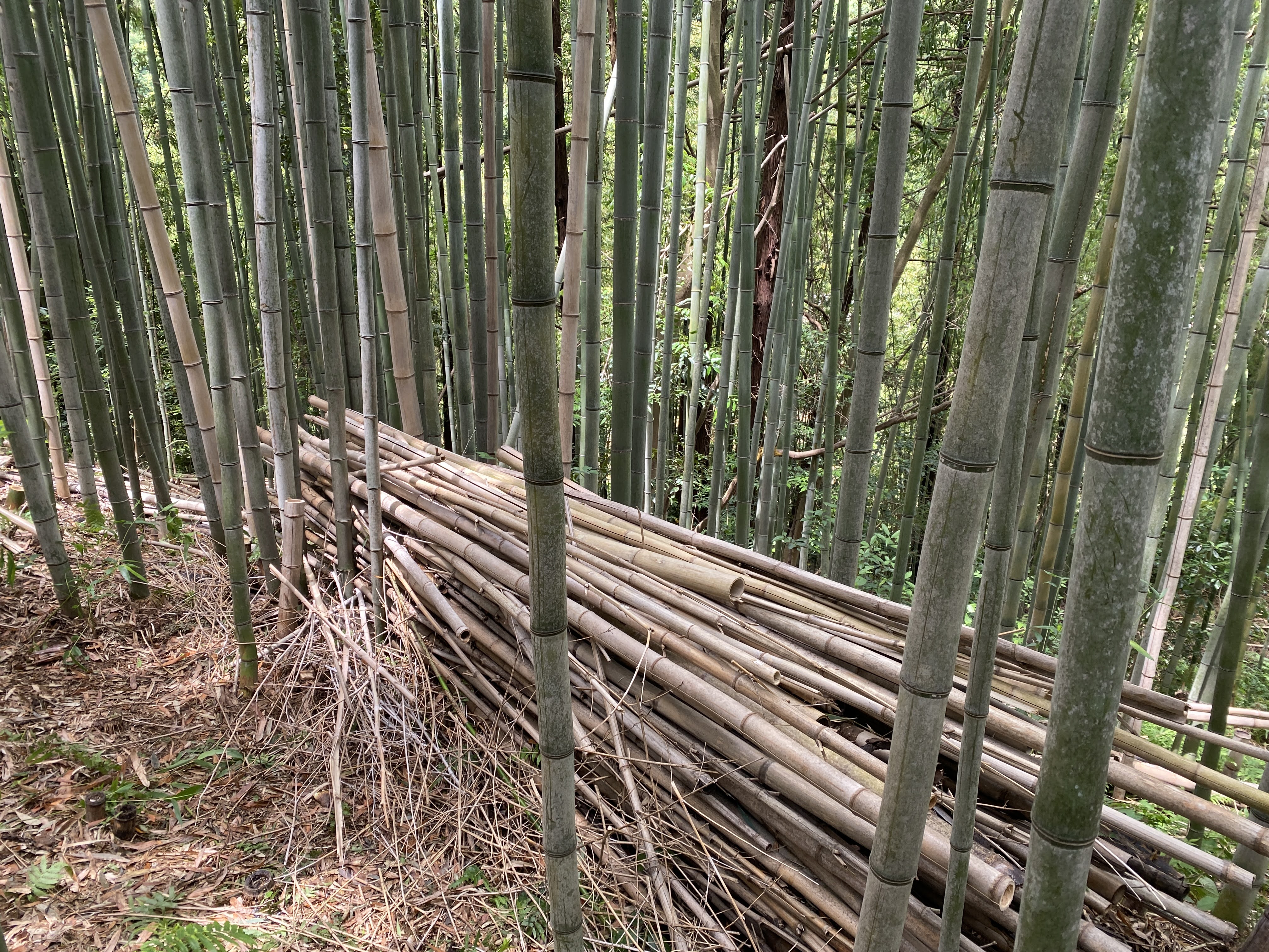 Tile 山行記