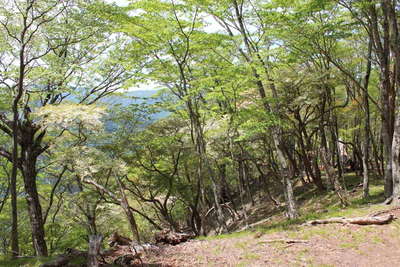 シロヤシオの咲く入手山の山頂