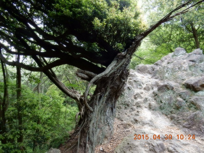 岩に張った大木の根っこ