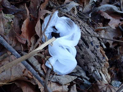 シモバシラに咲いた氷の花 