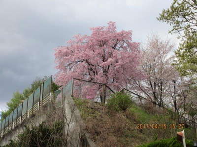 愛宕山の満開の桜 