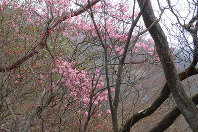 稜線にはアカヤシオが咲いています