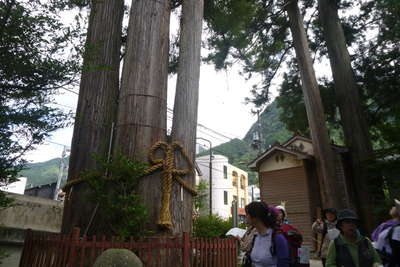 奥氷川神社の杉