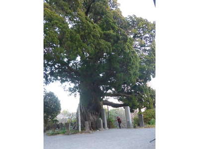 城願寺のビャクシンの巨木 