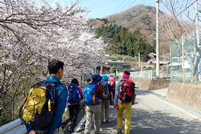 登山口近くには満開の桜