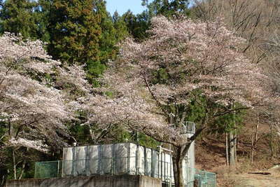 小篠貯水池の満開の桜