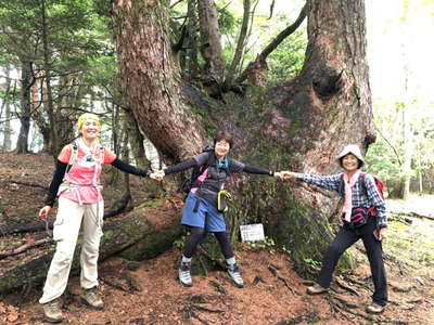 日本最大のカラマツ 幹周5.8m,樹齢400年 