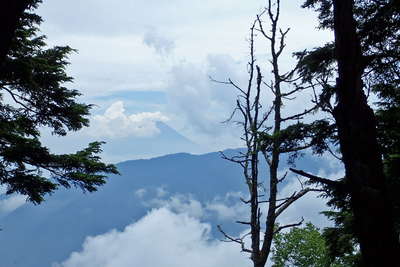 木立の間より富士山 