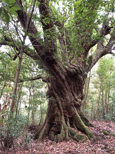 樹齢500年の大アカガシ1 