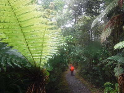 雨林の一本道をひたすら歩く 