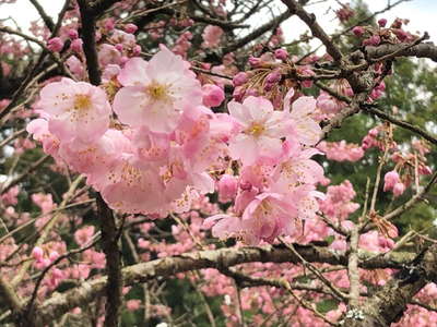 満開の”春めき桜” 
