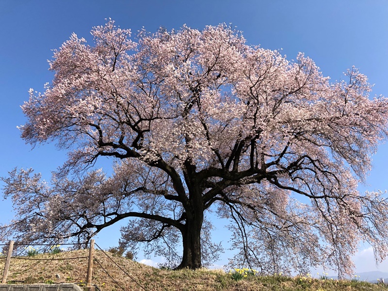 わにづかの桜 