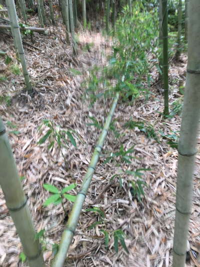 １竹を切倒す 