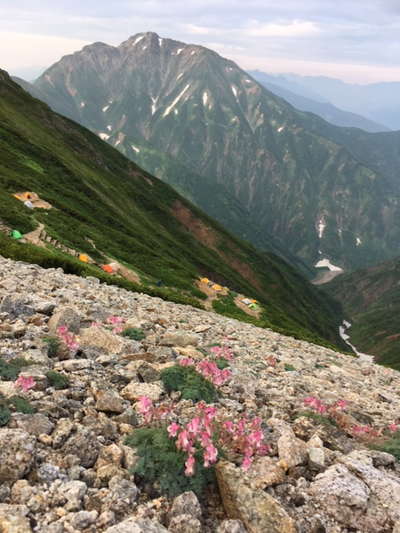 五竜岳をバックに咲く沢山のコマクサ 