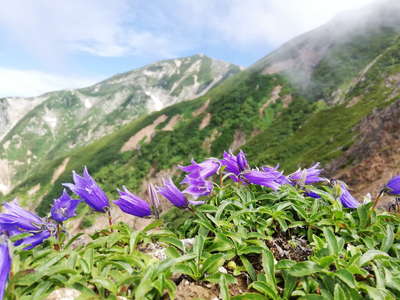 五竜岳途中の岩に咲くチシマギキョウ 