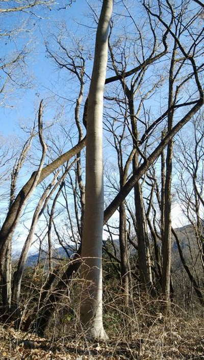 電柱みたいな木