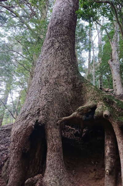 札掛のモミの巨木 