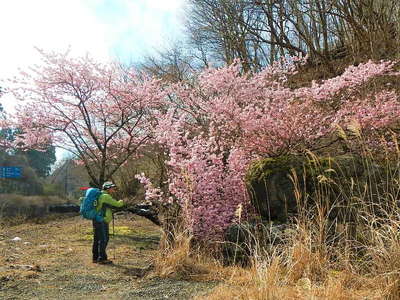 土山峠の満開の「春めきの桜」と座禅石 