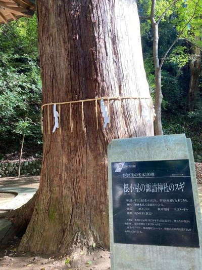 根小屋諏訪神社・樹齢500年の大杉 