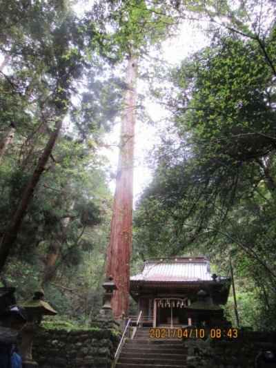 大杉は高さ５０mとか