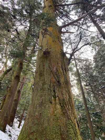 杉の巨木 