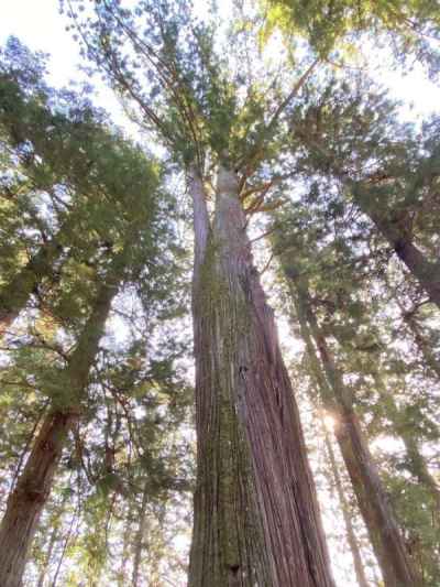 一の宮神社の御神木　樹高51mの大杉 