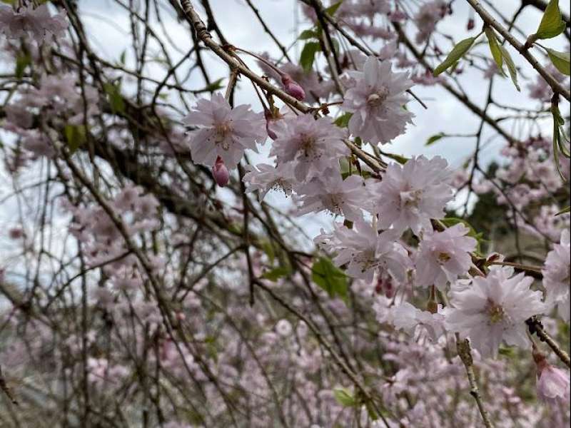 篠原の枝垂桜 