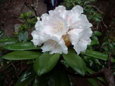 ヤクシマシャクナゲ（白花）