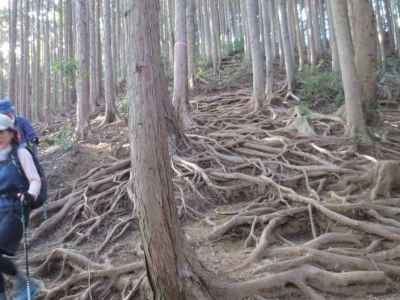 木の根に覆われた下山道 
