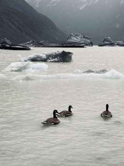氷河湖に泳ぐカモ 