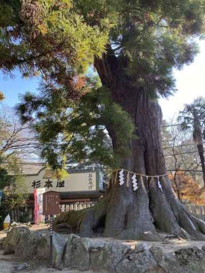 筑波山神社の御神木大杉