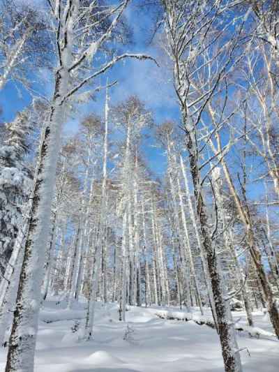 美しい雪化粧のカラマツ林