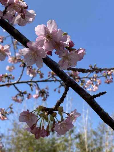 河津桜が青空に映える