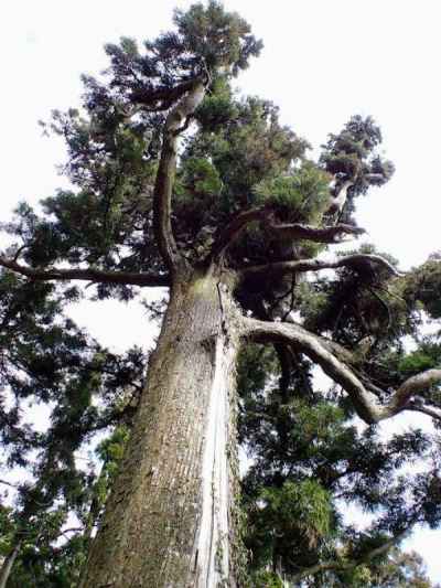 ボタン杉（葉が丸みを帯びている）樹齢300年