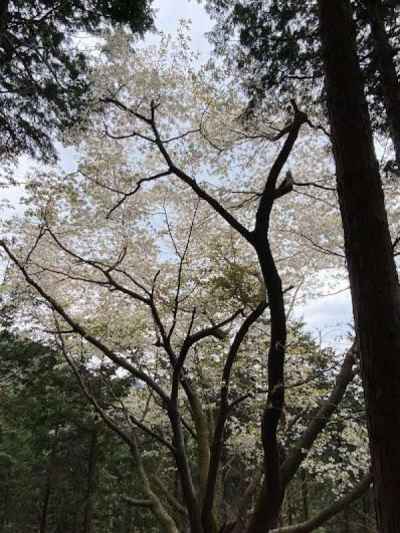 山桜 
