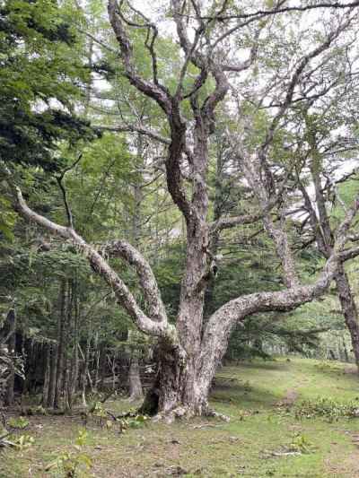 日本一のダケカンバの巨木 