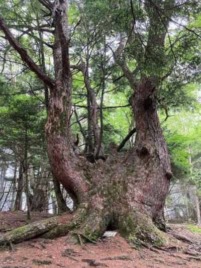 日本一のカラマツの巨木 