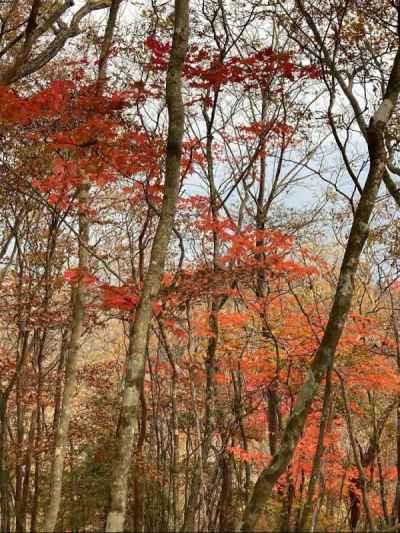 天狗石山のコミネカエデの紅葉