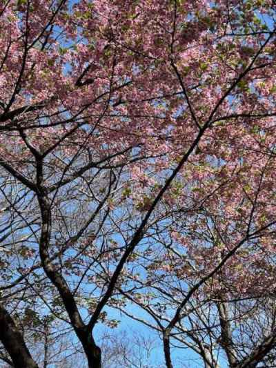 河津桜が青空に映える 