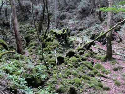 苔むした溶岩 