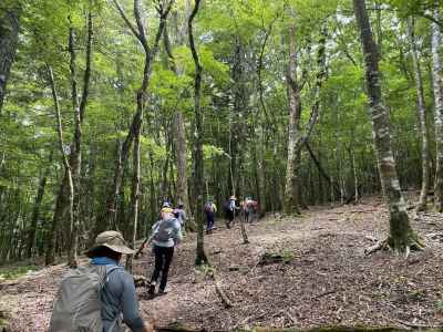 大室山への豊かなブナ林の登り 