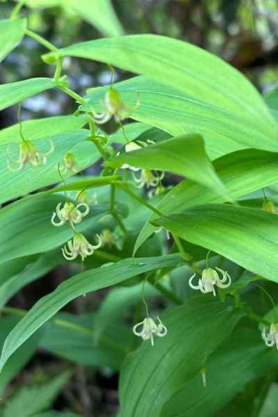 タケシマランの花 