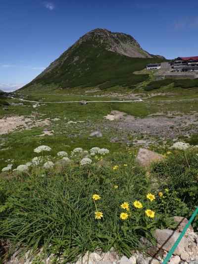 お花畑と恵比寿岳 